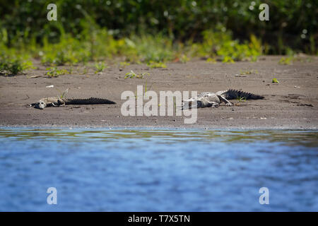 Crocodile Crocodylus acutus - espèces de crocodiliens trouvés dans les Néotropiques. Il est le plus répandu des quatre espèces existantes de crocodi Banque D'Images