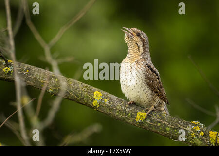 Eurasian fourmilier - Jynx torquilla assis sur la branche au printemps Banque D'Images