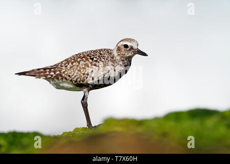 Pluvialis squatarola Grey Plover - sur la mer avec fond blanc. Banque D'Images