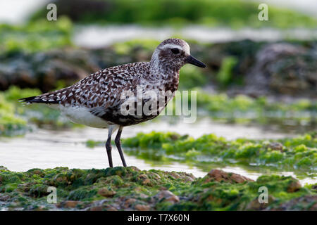 Pluvialis squatarola Grey Plover - sur la mer avec des vagues, l'océan bleu Banque D'Images