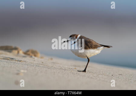 Gravelot - Charadrius alexandrinus sur la plage au bord de la mer, l'été au Cap Vert, algues vertes, bleu ocean Banque D'Images