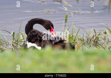 Black Swan - Cygnus atratus - Australian grand cygne sur le lac en l'Australie, la Tasmanie. Banque D'Images