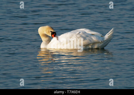 Mute Swan (Cygnus olor) baignade dans le lac, l'Europe. Banque D'Images