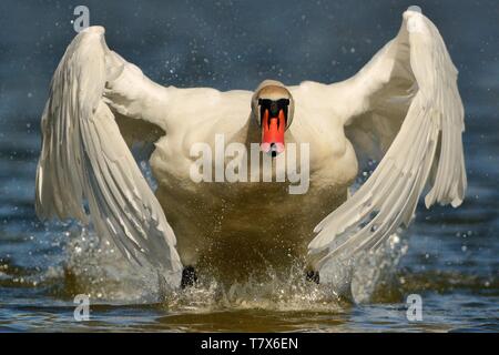 Mute Swan (Cygnus olor) dans le début de l'aviation. Banque D'Images