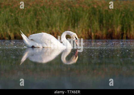 Mute Swan (Cygnus olor) baignade dans le lac, l'Europe. Banque D'Images