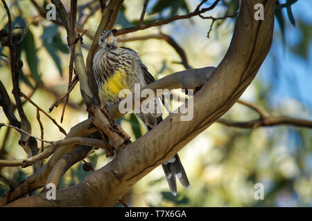 Anthochaera paradoxa Yellow Wattlebird - la plus grande des méliphages, endémique à la Tasmanie, en Australie. Banque D'Images