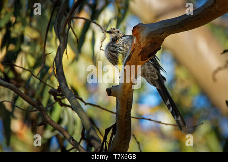 Anthochaera paradoxa Yellow Wattlebird - la plus grande des méliphages, endémique à la Tasmanie, en Australie. Banque D'Images