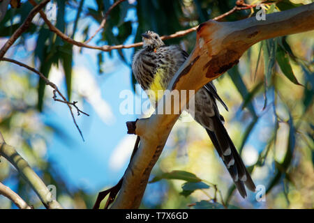 Anthochaera paradoxa Yellow Wattlebird - la plus grande des méliphages, endémique à la Tasmanie, en Australie. Banque D'Images