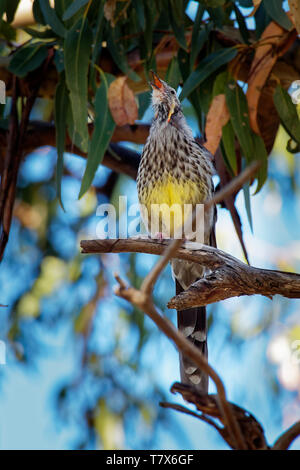 Anthochaera paradoxa Yellow Wattlebird - la plus grande des méliphages, endémique à la Tasmanie, en Australie. Banque D'Images