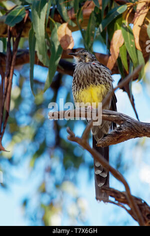 Anthochaera paradoxa Yellow Wattlebird - la plus grande des méliphages, endémique à la Tasmanie, en Australie. Banque D'Images