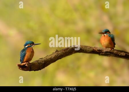 Kingfisher Alcedo atthis Common - hommes et femmes - paire sur la branche Banque D'Images