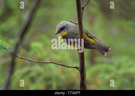 Miro à poitrine jaune - Eopsaltria australis - jaune lumineuse australien petit chant d'oiseaux, le sud et l'Est de l'Australie. Banque D'Images