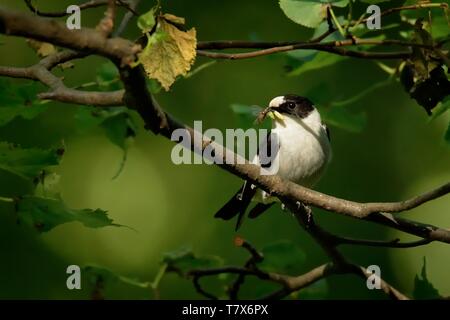 Moucherolle à collier Ficedula albicollis - noir et blanc - homme assis sur la branche de chêne et de chant.fond vert au printemps et la beginnin Banque D'Images