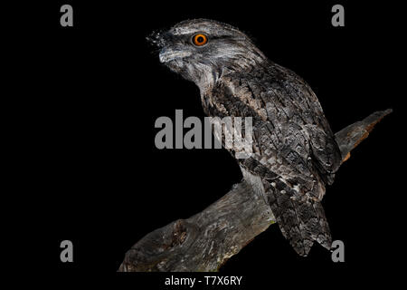 Podargus strigoides une grille supérieure (fauve) Engoulevent d'Australie, assis sur l'arbre dans la nuit. Banque D'Images