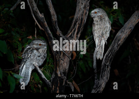 Podargus strigoides une grille supérieure (fauve) Engoulevent d'Australie, assis sur l'arbre dans la nuit. Banque D'Images