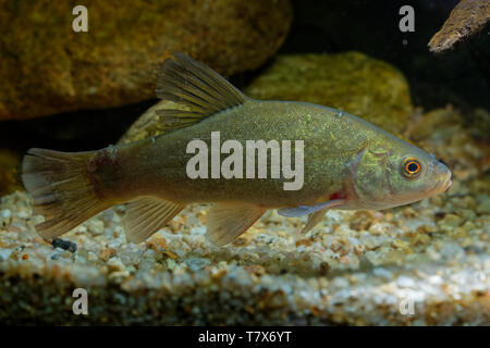 Médecin poisson (Tinca tinca) capturés sous l'eau. Tanche avec brown feuilles sur le fond et fond vert sombre. Le poisson sous l'eau. Banque D'Images