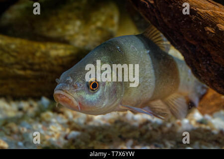 Médecin poisson (Tinca tinca) capturés sous l'eau. Tanche avec brown feuilles sur le fond et fond vert sombre. Le poisson sous l'eau. Banque D'Images