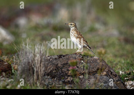 - Pipit Anthus australis australienne bistriatus passereau de pays ouvert à l'Australie, la Nouvelle-Zélande et la Nouvelle-Guinée, deux espèces : Banque D'Images