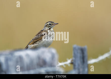 - Pipit Anthus australis australienne bistriatus passereau de pays ouvert à l'Australie, la Nouvelle-Zélande et la Nouvelle-Guinée. Certains le Australas split Banque D'Images