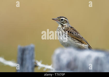 - Pipit Anthus australis australienne bistriatus passereau de pays ouvert à l'Australie, la Nouvelle-Zélande et la Nouvelle-Guinée. Certains le Australas split Banque D'Images