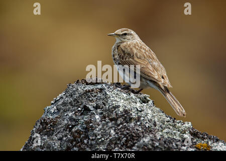 Nouvelle Zélande - pipit Anthus novaeseelandiae - pihoihoi, passereau de l'Australie, de la Nouvelle-Zélande et de la Nouvelle-Guinée. Certains diviser le sprague en deux sp Banque D'Images