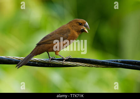 Thick-billed Seed-finch - Sporophila funerea Oryzoborus funereus - oiseau de la famille des Fringillidés, trouve depuis le sud du Mexique, à travers Central Americ Banque D'Images