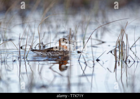 Le Phalarope à bec étroit - Phalaropus lobatus petit échassier, se reproduit dans les régions arctiques de l'Amérique du Nord et en Eurasie, les hivers en mer, sur tropic Banque D'Images