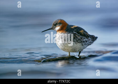 Le Phalarope à bec étroit - Phalaropus lobatus petit échassier, se reproduit dans les régions arctiques de l'Amérique du Nord et en Eurasie, les hivers en mer, sur tropic Banque D'Images