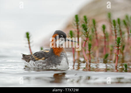 Le Phalarope à bec étroit - Phalaropus lobatus petit échassier, se reproduit dans les régions arctiques de l'Amérique du Nord et en Eurasie, les hivers en mer, sur tropic Banque D'Images