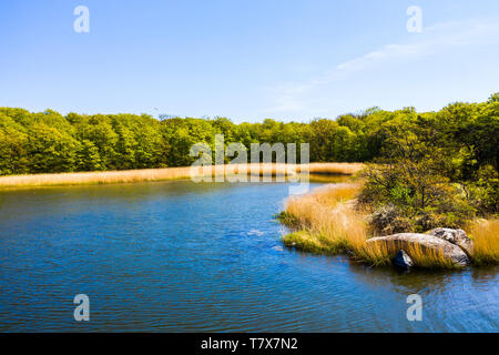 Vue côtière d'une baie au printemps vu de la mer à la forêt au sur la rive. Tromto réserve naturelle en Blekinge (Suède), le printemps ensoleillé Banque D'Images