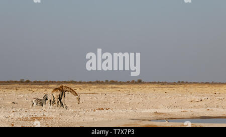 Les animaux sauvages dans un étang du parc national Etosha, Namibie Banque D'Images