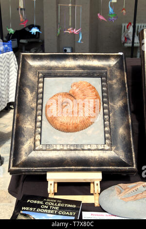 Grande ammonite encadrée dans un cadre antique sur shop Banque D'Images