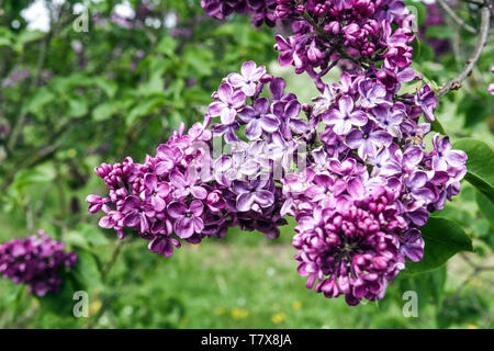 Lilas, Syringa vulgaris 'Archibald Mc Kean' Banque D'Images