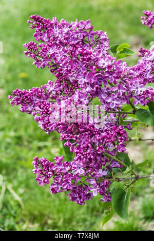 Lilas, Syringa vulgaris 'Archibald Mc Kean' Banque D'Images