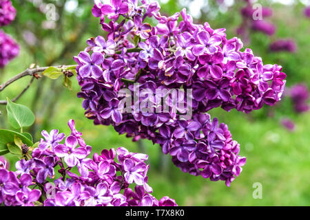 Jardin, lilas Syringa vulgaris 'Archibald Mc Kean' Banque D'Images