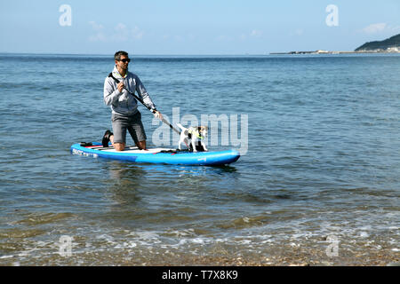 Charmouth, Dorset, UK - Man kneeling on paddle board with pet dog en mer lors d'une journée ensoleillée, 2019 Banque D'Images