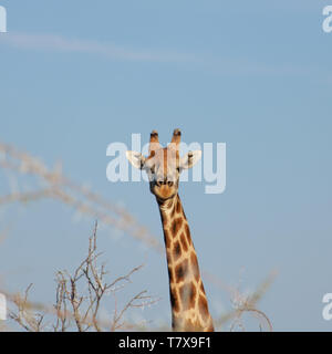 Girafe Etosha National Park, Namibie Banque D'Images