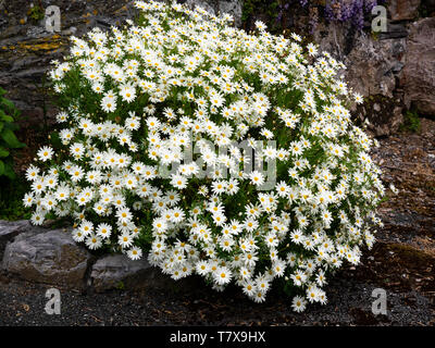 Fleurs simples, blanches de la demi-hardy Marguerite Marguerite, Argyranthemum frutescens, étouffer la croissance arbustive Banque D'Images