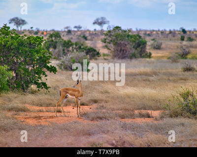 Thompos à Tsavo Gazelle Jeu National Réserver Kenya Afrique de l'Est Banque D'Images