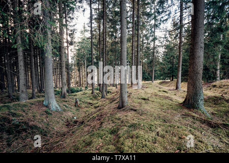 Forêt naturelle de conifères dans le Harz Banque D'Images