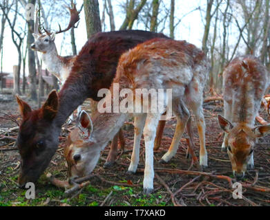 Du vrai Bambi et sa belle famille Banque D'Images
