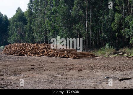 Des piles de bois dans une plantation d'Eucalyptus, Midlands du Natal, Afrique du Sud. Banque D'Images