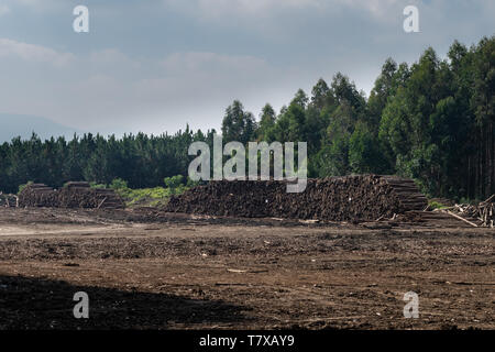 Des piles de bois dans une plantation d'Eucalyptus, Midlands du Natal, Afrique du Sud. Banque D'Images