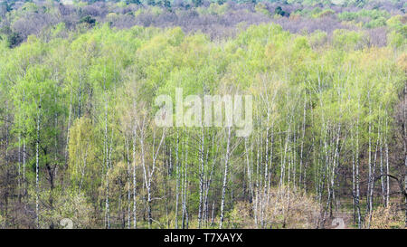 Vue panoramique des forêts avec feuillage vert d'abord sous le soleil de printemps Banque D'Images