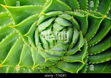 Aloe polyphylla aloe,sécurité,kroonaalwyn lekhala kharetsa, à feuilles nombreuses, l'aloès Banque D'Images