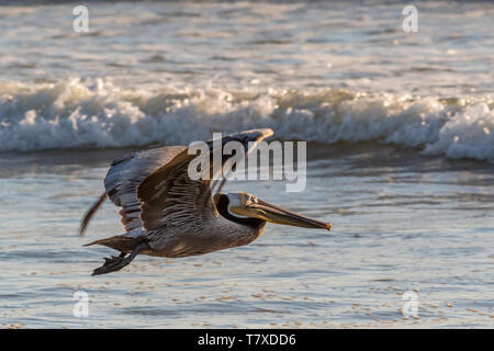 Pélican brun (Pelecanus occidentalis) volant à basse altitude au-dessus d'une plage avec des vagues se brisant en arrière-plan en basse Californa Sur, au Mexique. Banque D'Images