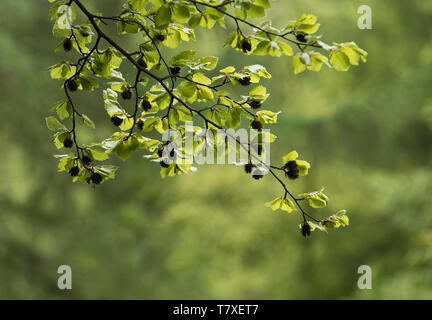 Beech tree avec éclairage arrière montrant les écrous et les feuilles de hêtre Banque D'Images