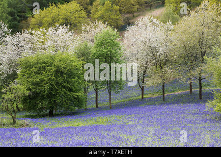 Vallée de bluebells avec arbres en fleurs sur une colline en pente Banque D'Images