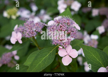 Hydrangea macrophylla en mousse de mer Banque D'Images