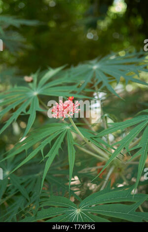 Le Jatropha multifida close up Banque D'Images